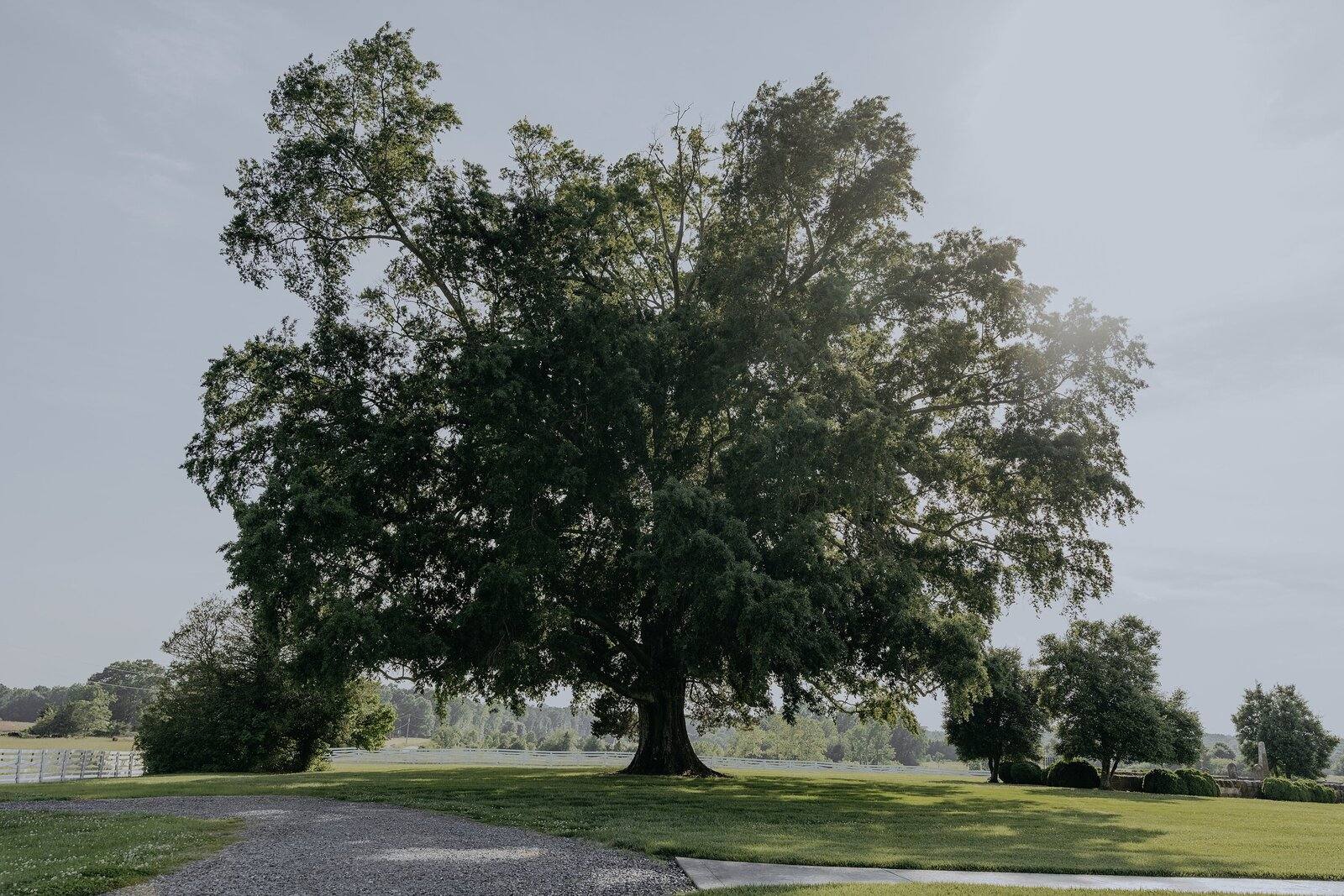 The great oak on the Northfield Estate grounds