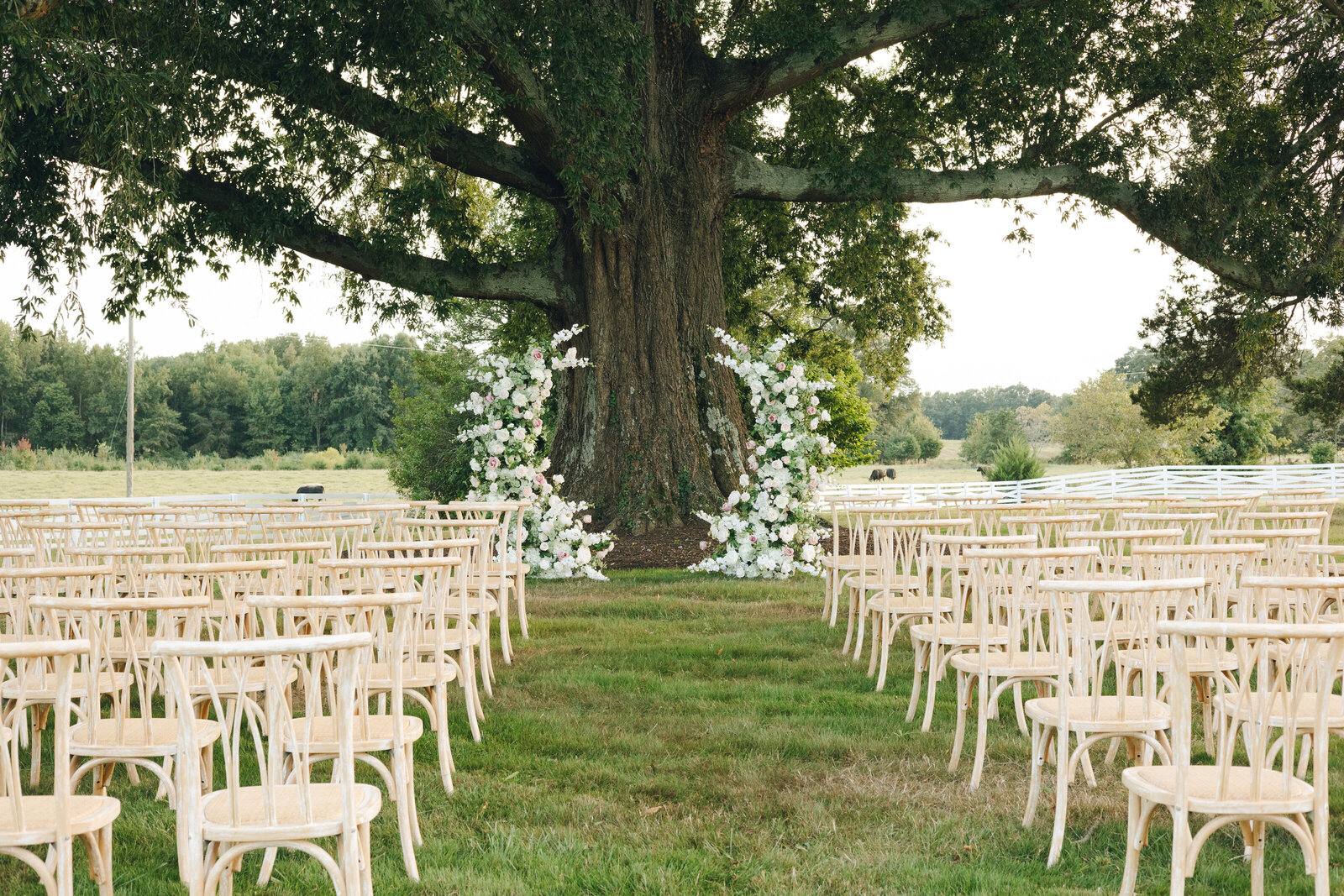 Ceremony chairs set beneath the great oak