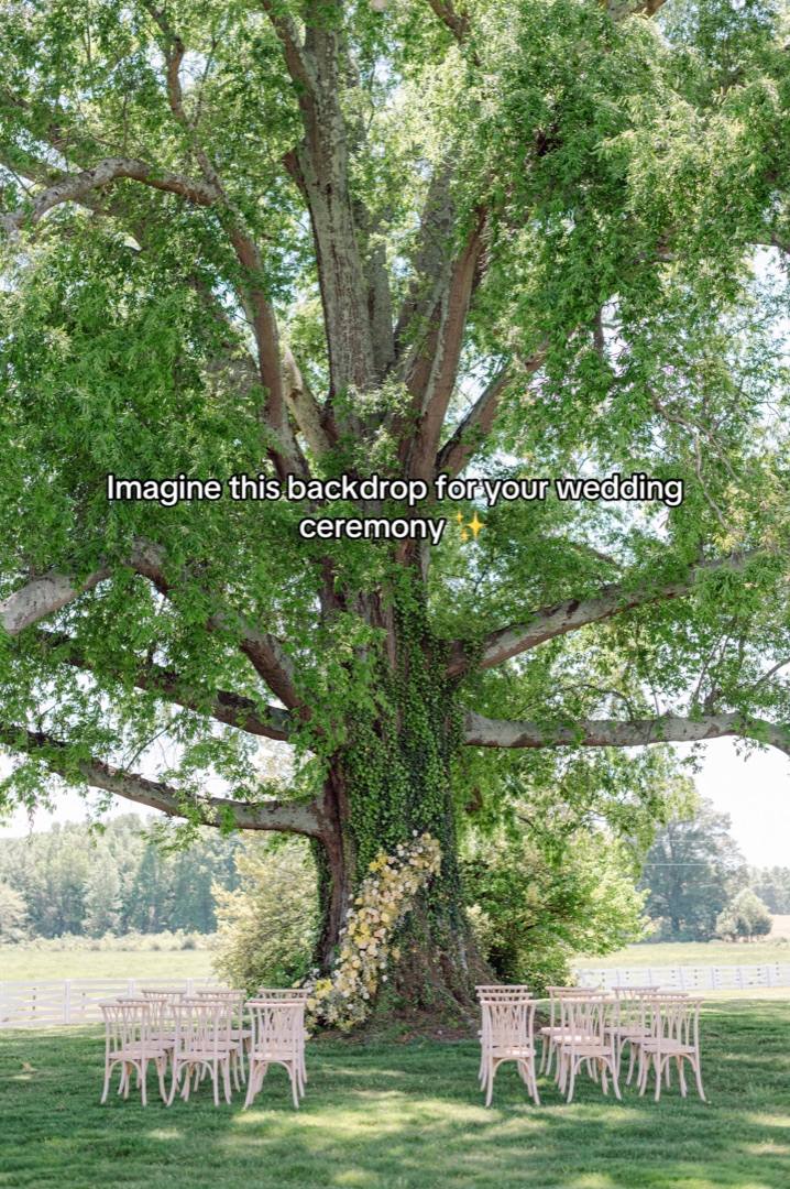 TikTok: a ceremony set beneath the great oak